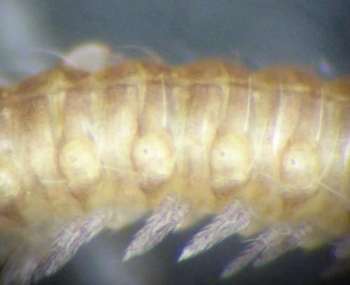 Opisthocheiron elegans